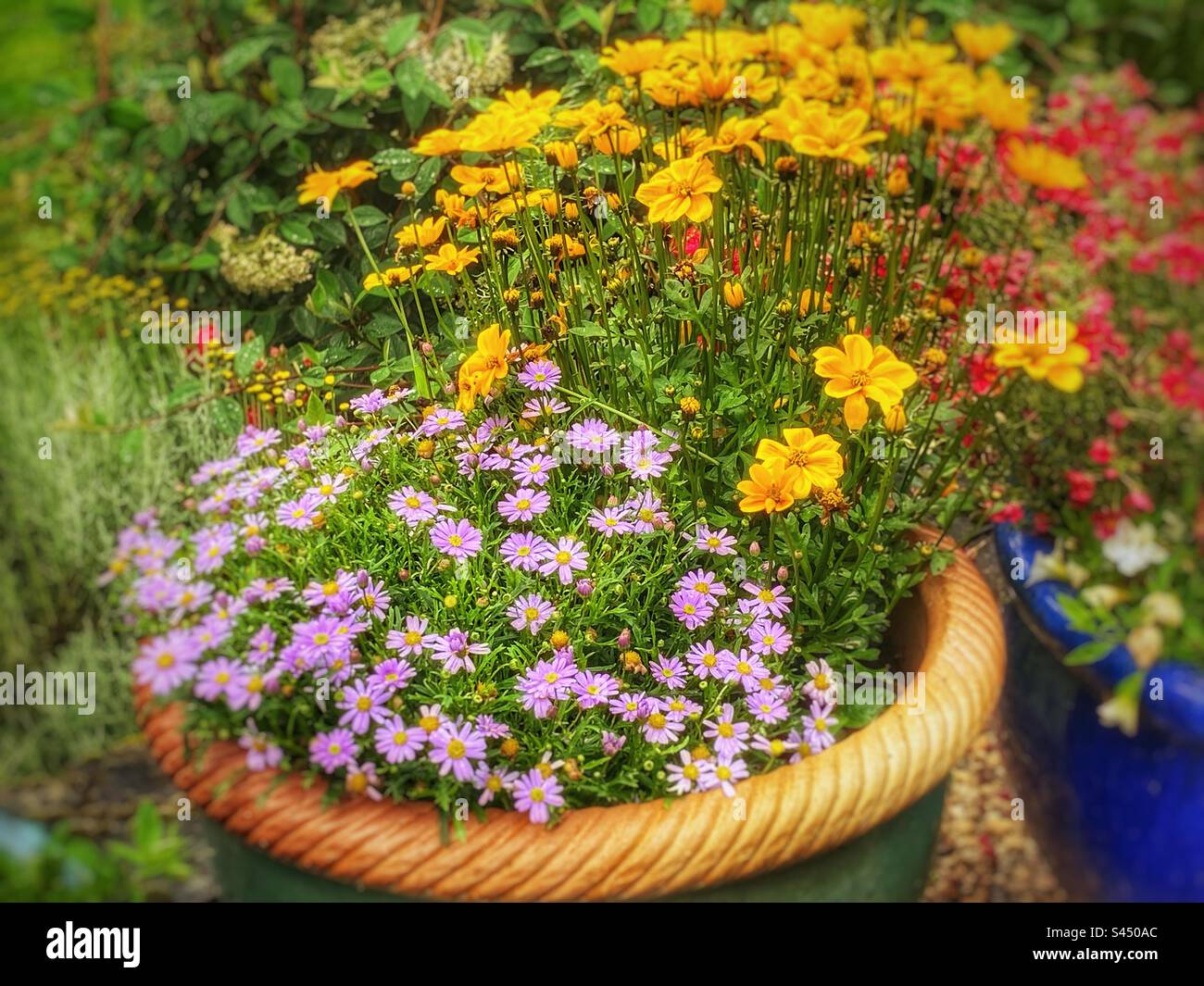 Blumen wachsen Stockfoto