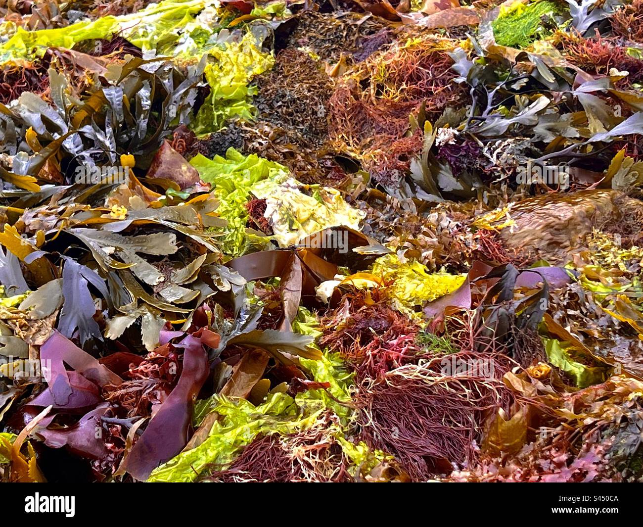 Nahaufnahme mehrerer Arten von Algen, die am Strand in Cornwall, England, angespült wurden Stockfoto