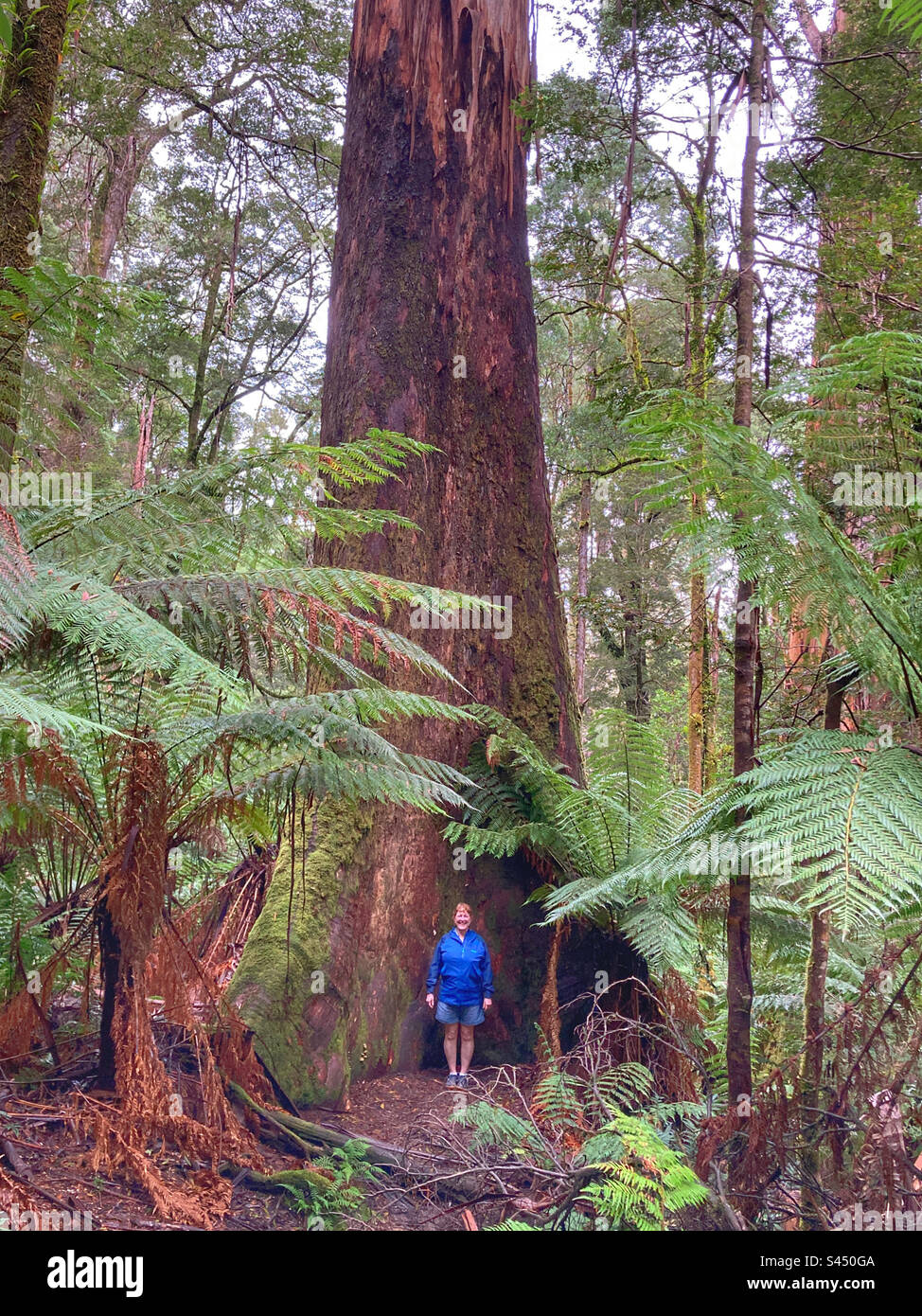 Eine Frau stand an einem Baum in Youngs Creek Falls Victoria Australia Stockfoto
