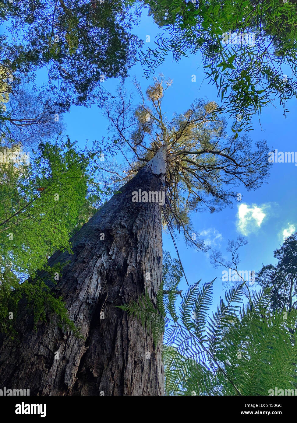 Baum im Regenwald von Young Creek Victoria Australia Stockfoto