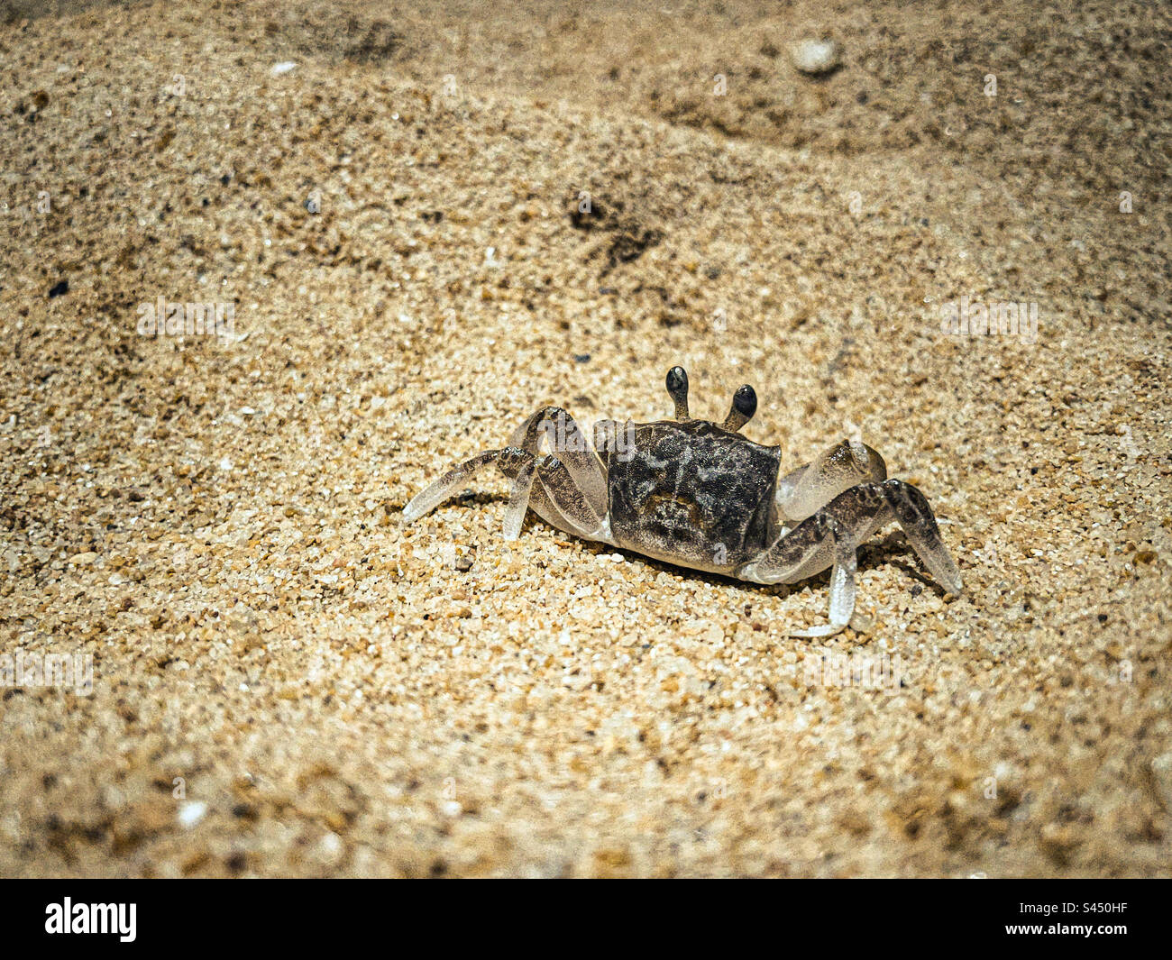 Strandkrabben Stockfoto