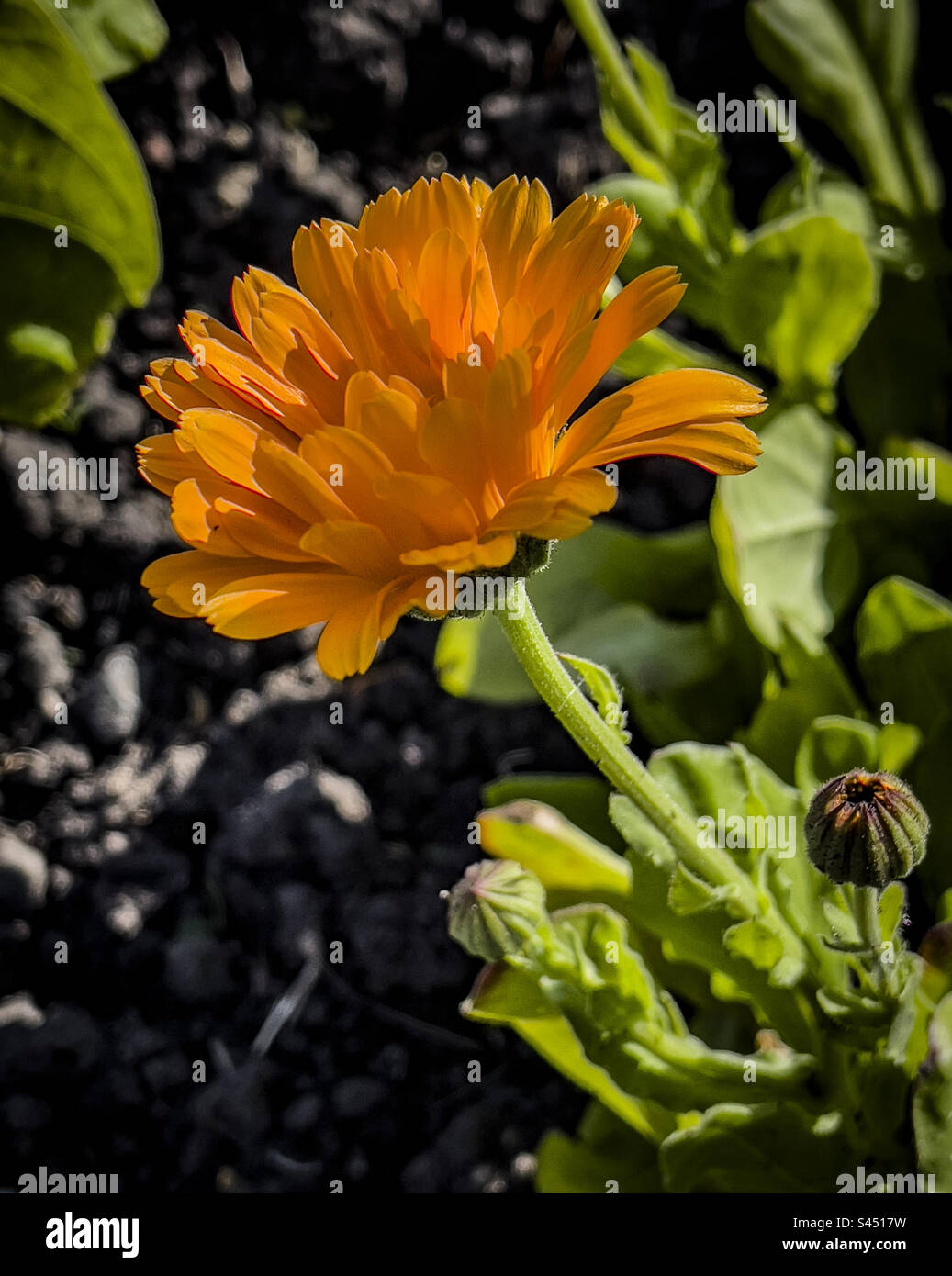 Orangen-Ringelblumen wachsen auf einem Kiesweg - Smartphone-aufgenommenes Stockfoto