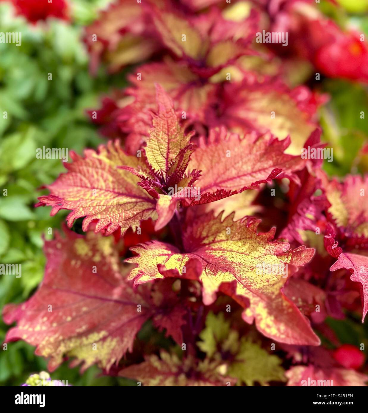 Lebhafte orange-rote Coleus-Pflanze Stockfoto