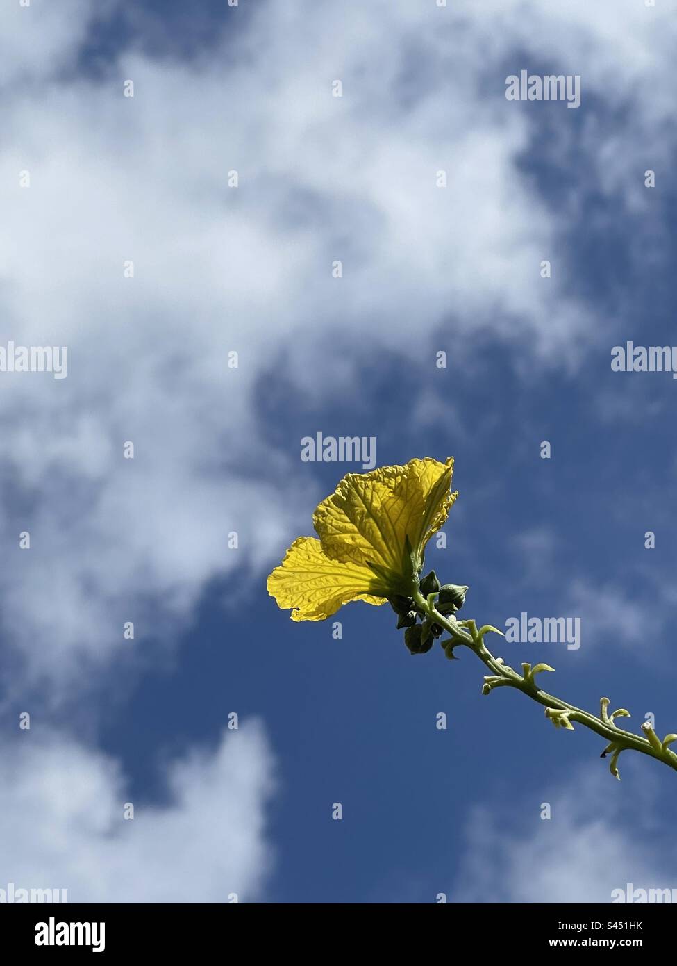 Wintermelonenblume mit Blick auf den wolkigen Himmel Stockfoto