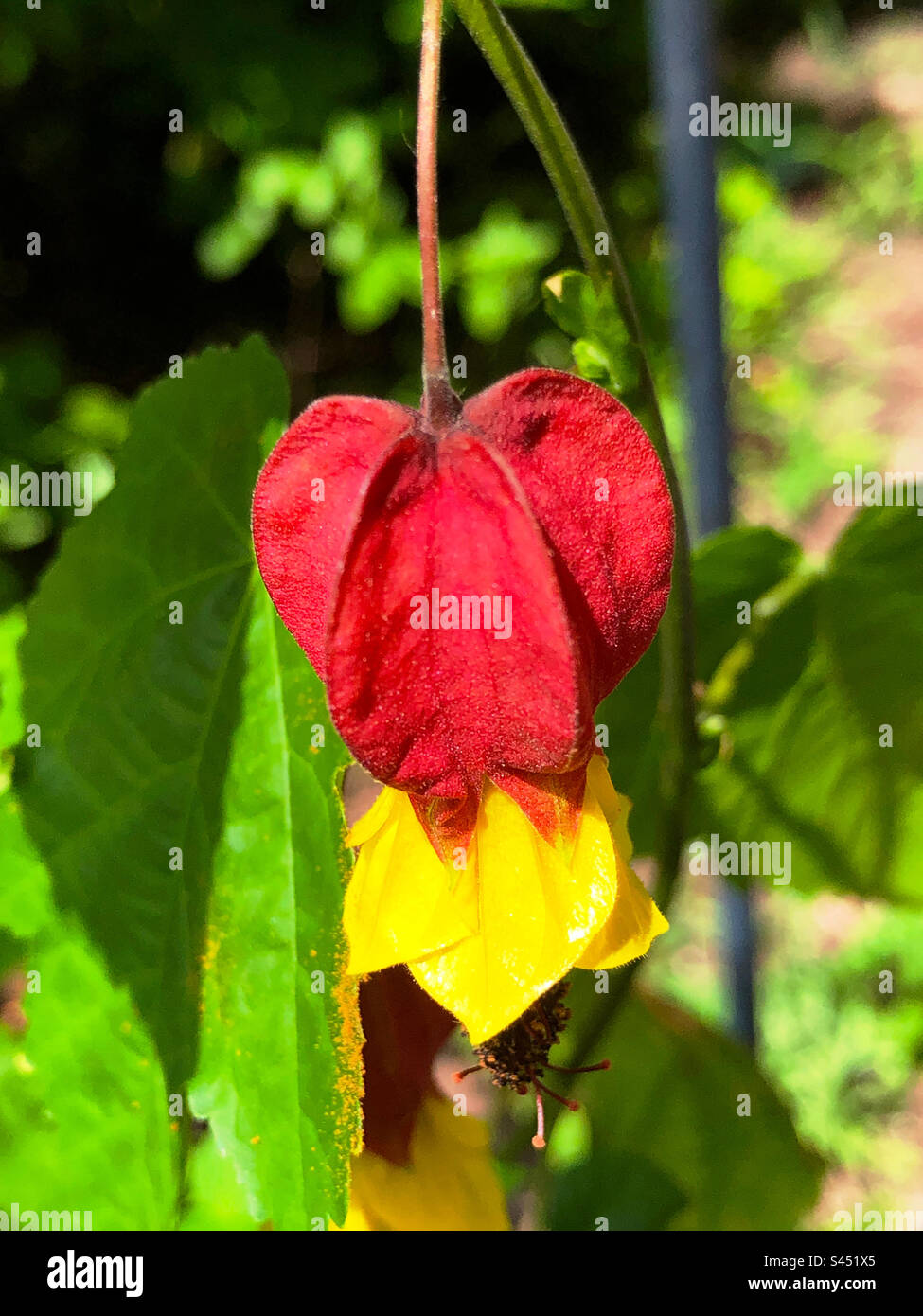 Ein einziger Blütenkopf der brasilianischen Bellflower-Pflanze. Stockfoto