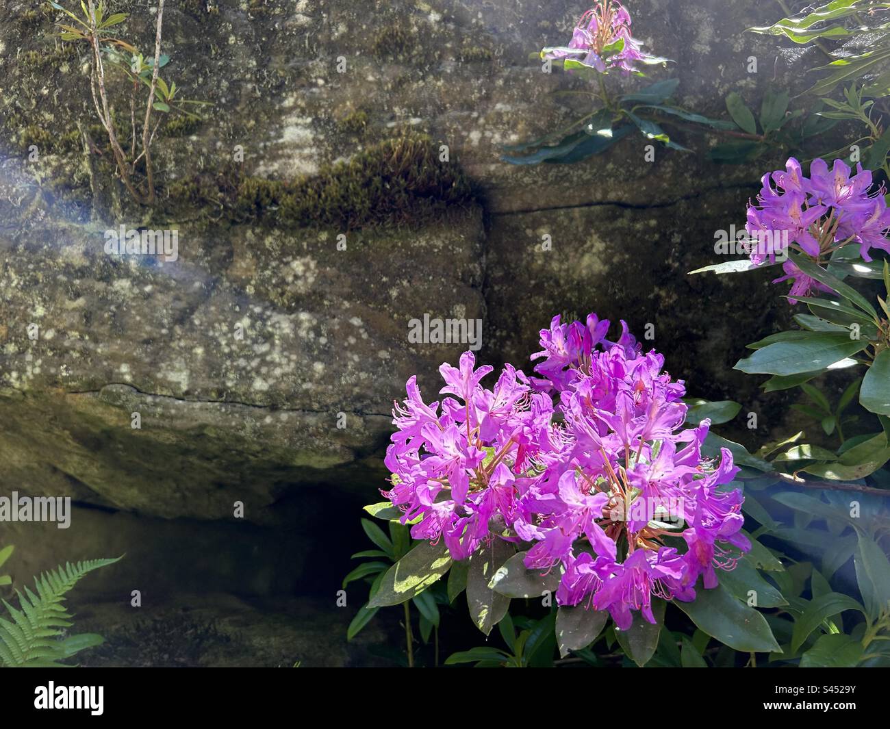 rhododendron blüht vor dem Hintergrund von Felsen in Cragside, dem National Trust Place in Northumberland Stockfoto