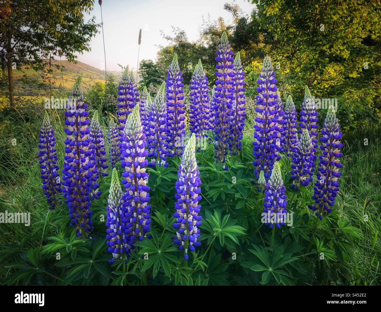 Lila und cremefarbene Lupine, die in einem Obstgarten in Derbyshire wachsen. Stockfoto