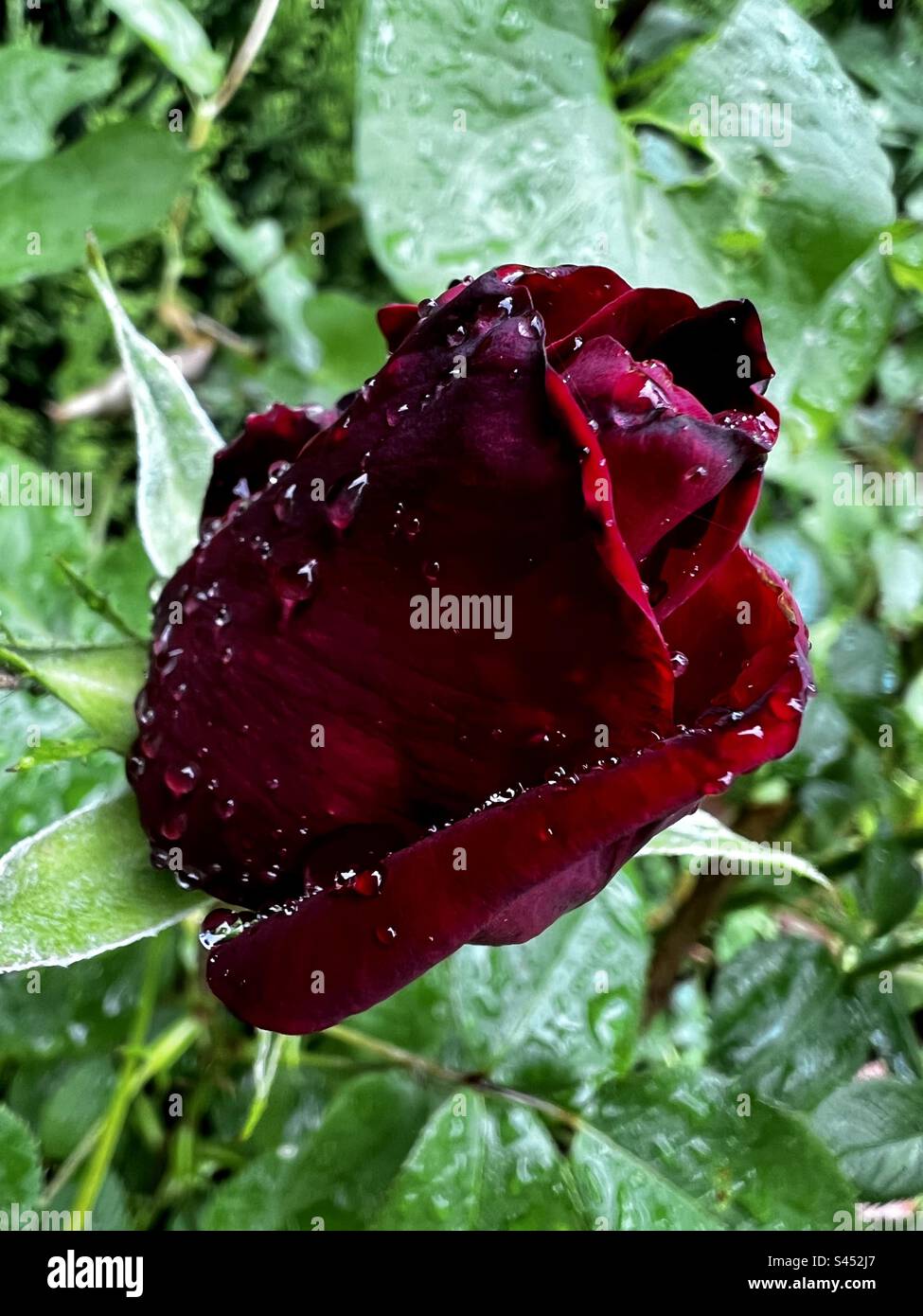 Rose nach dem Regen Stockfoto