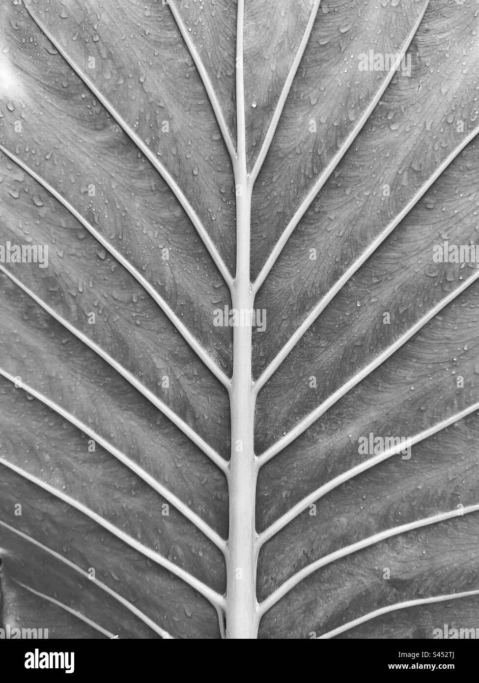 Adern und Regentropfen auf den Blättern einer grossen tropischen Pflanze in Schwarz und Weiß. Hintergründe. Keine Menschen. Stockfoto