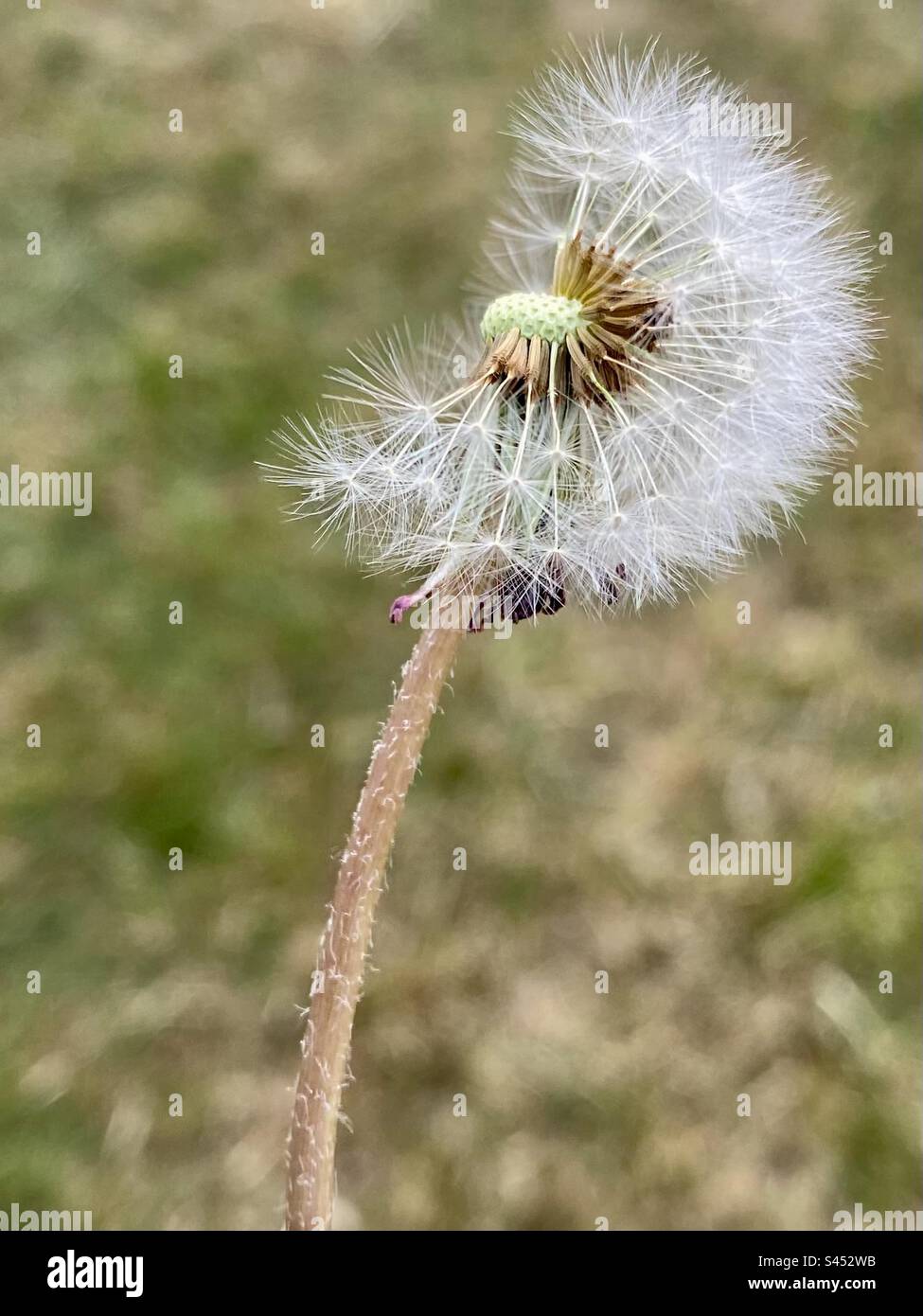 Löwenzahn halb aufgeblasen Stockfoto