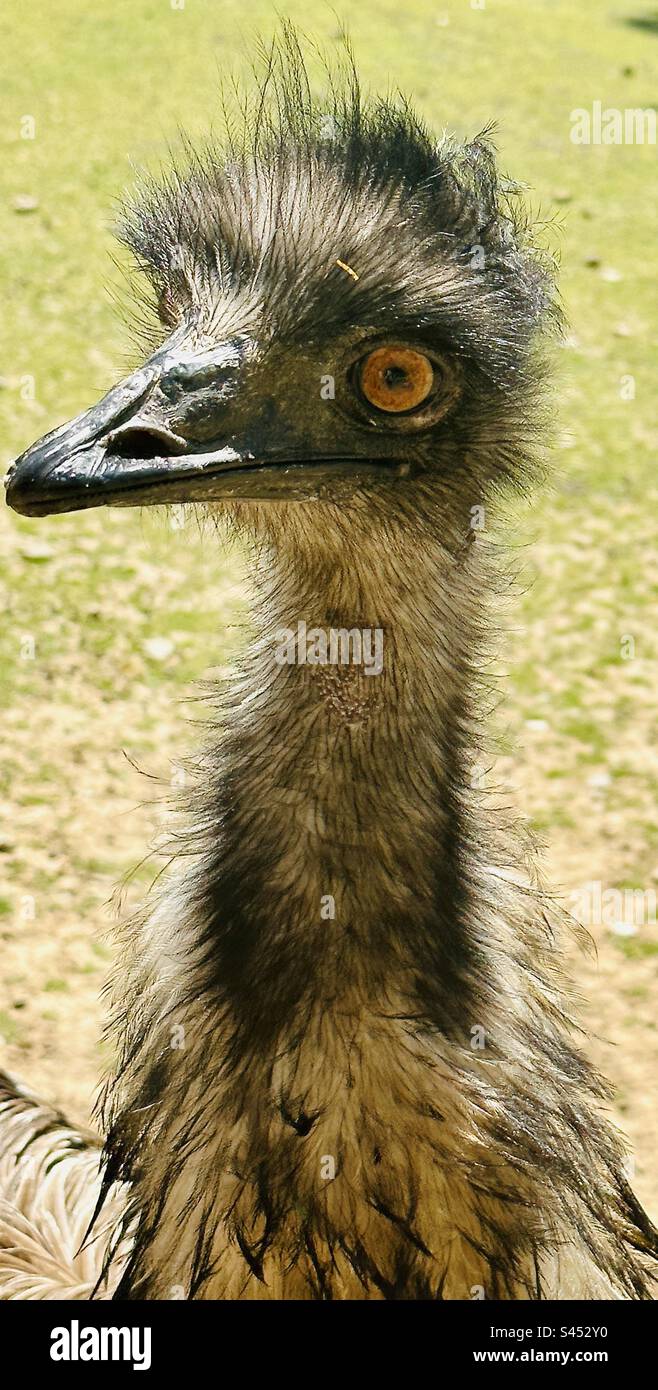 Strauß mit orangefarbenen Augen - Smartphone-aufgenommenes Stockfoto