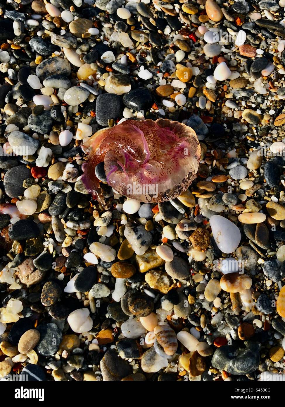 Rosa Quallen am Kieselstrand Stockfoto