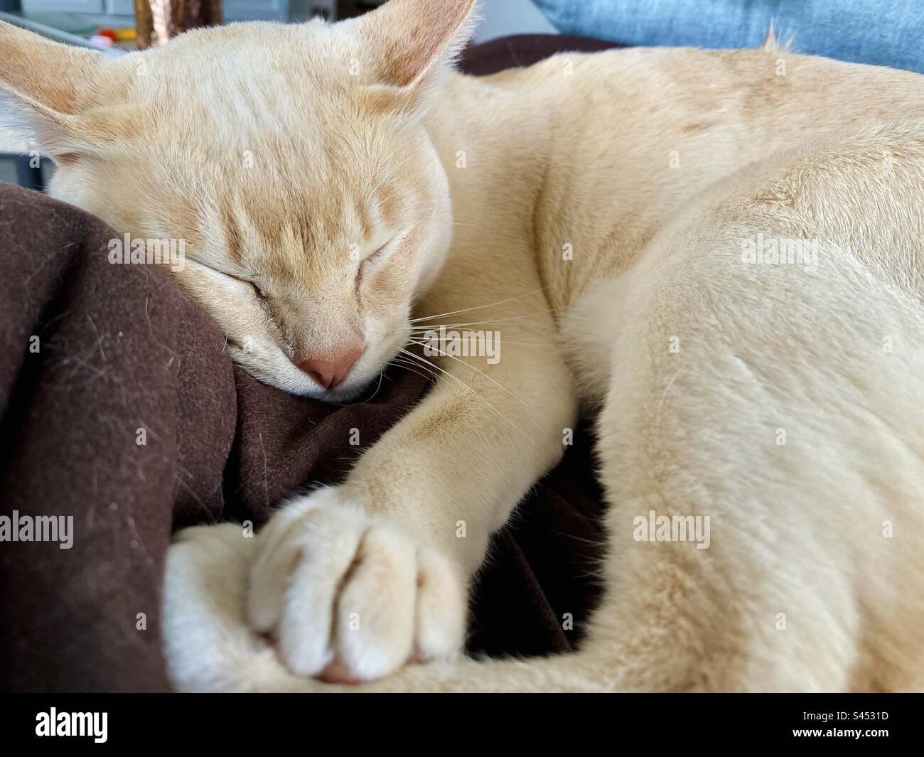 Katze umarmen -Fotos und -Bildmaterial in hoher Auflösung – Alamy