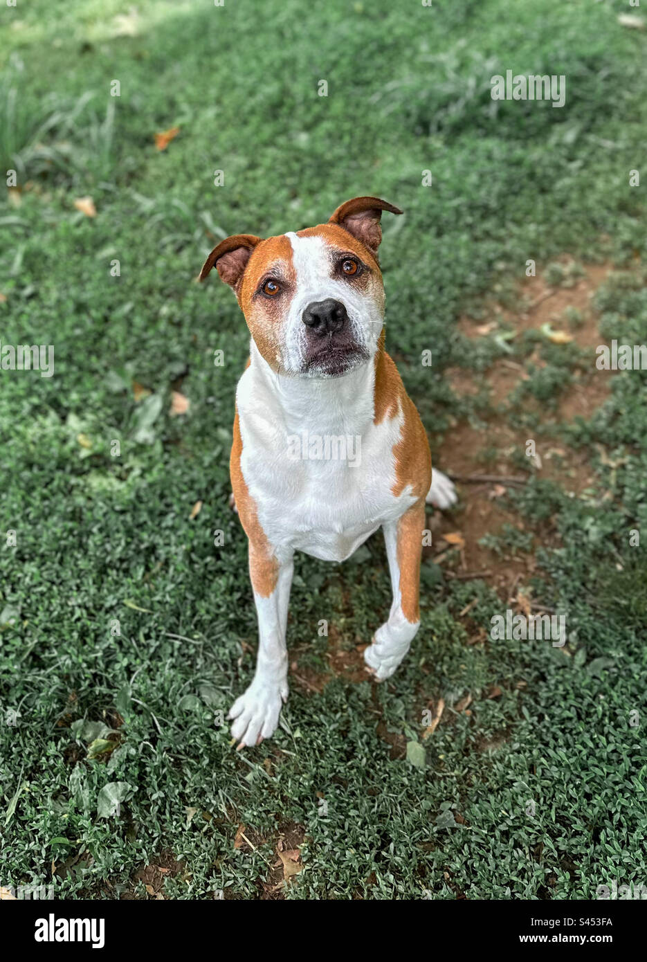 Süßer brauner und weißer Hund, der auf die Kamera schaut, draußen im Gras sitzt und eine Pfote vom Boden hebt. Stockfoto