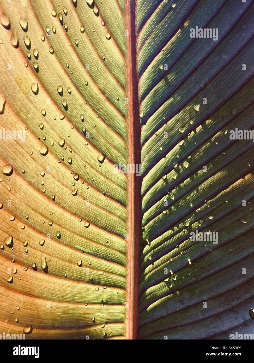 Nahaufnahme eines Canna-Lilienblattes mit Wassertropfen Stockfoto