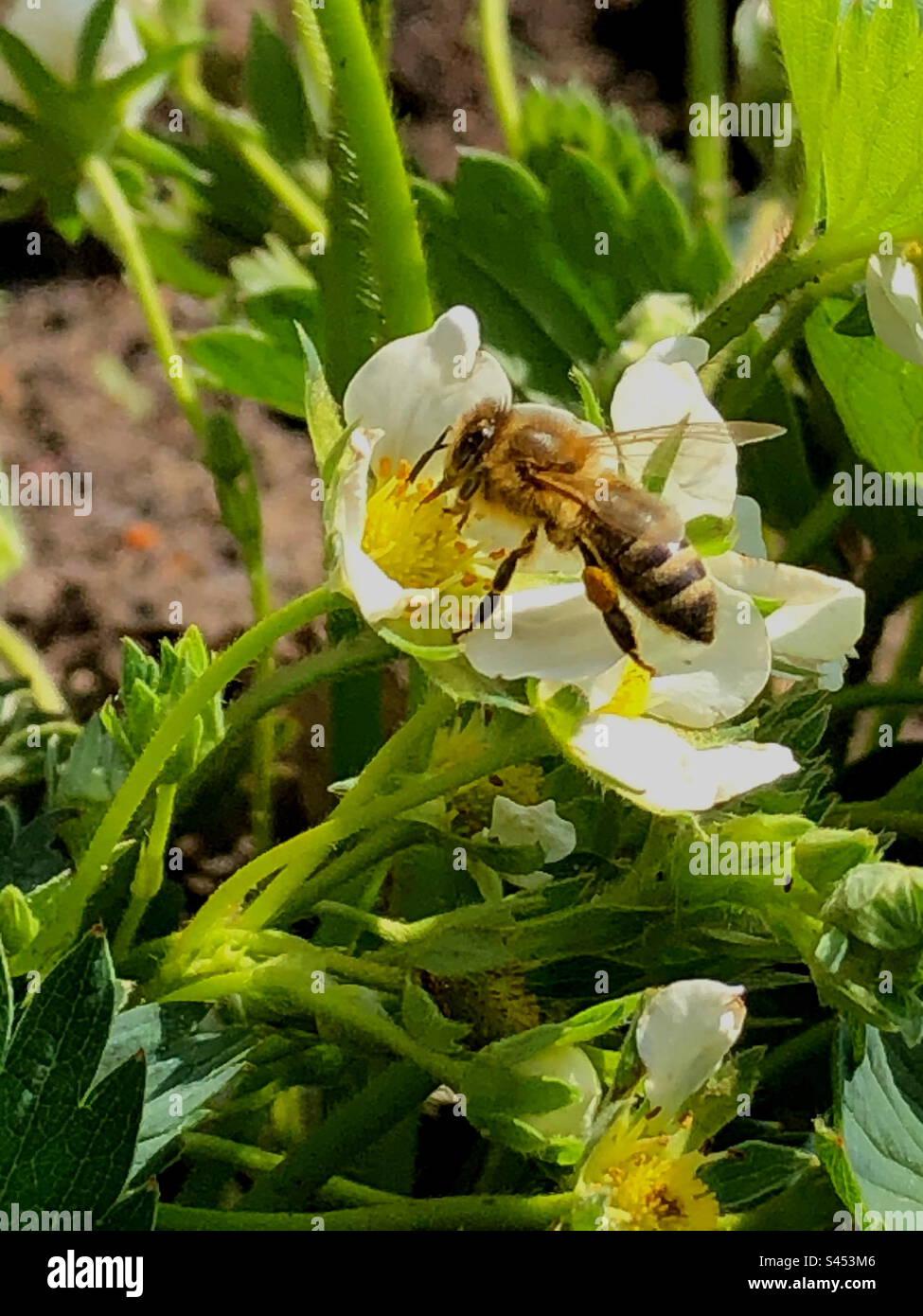 Drink nectar -Fotos und -Bildmaterial in hoher Auflösung – Alamy