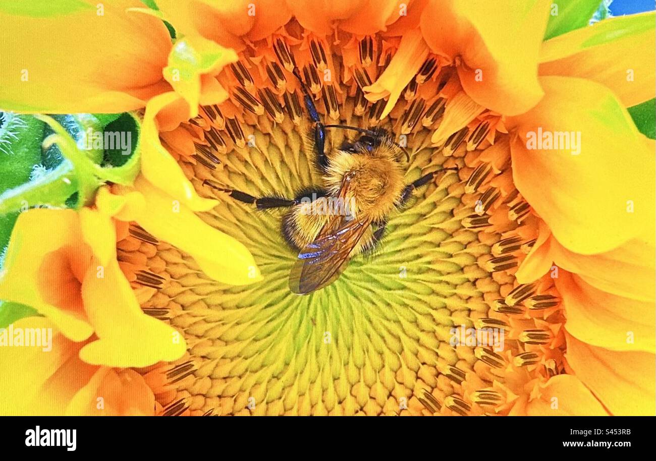 Honigbiene auf einer Sonnenblume, Muster in der Natur, Design, Flügel, transparent, Stockfoto