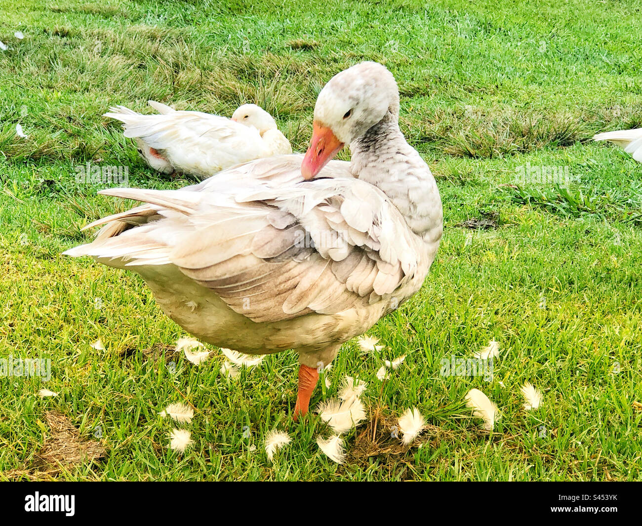 Weiße Gans, die sich selbst pflegt und von ausgezogenen Federn umgeben ist Stockfoto