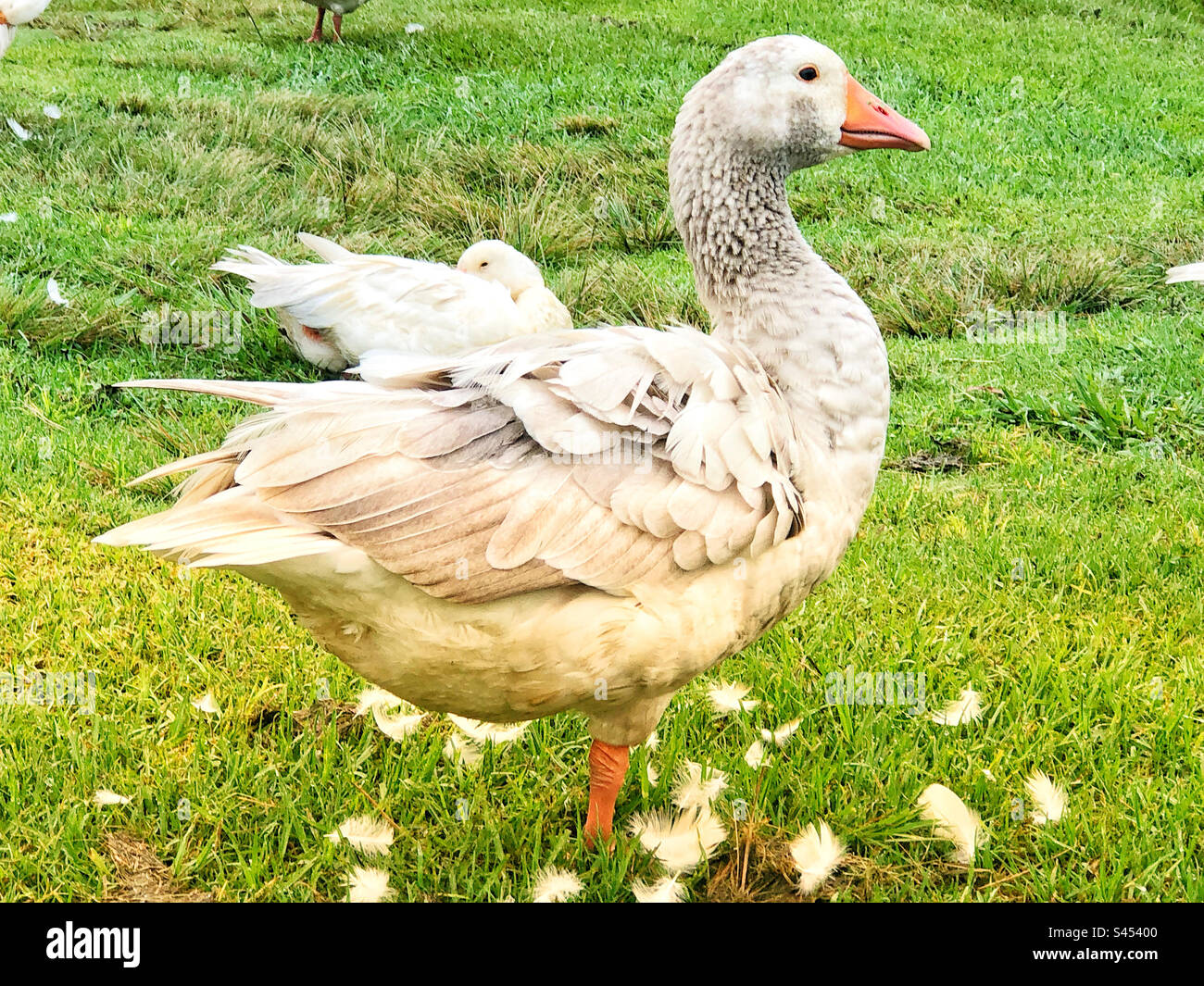 Weiße Gans, die sich selbst pflegt und von ausgezogenen Federn auf grünem Gras umgeben ist Stockfoto