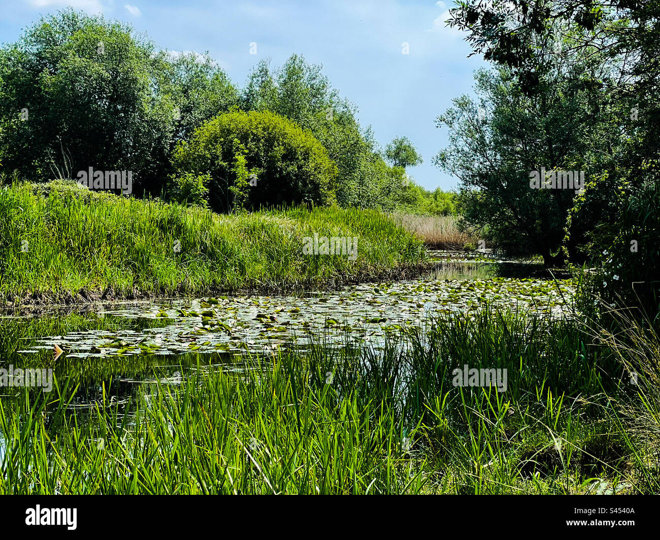 Teich in Runnymede Fields, Großbritannien, in der Nähe des Ortes, an dem die Magna Charta unterzeichnet wurde. Stockfoto