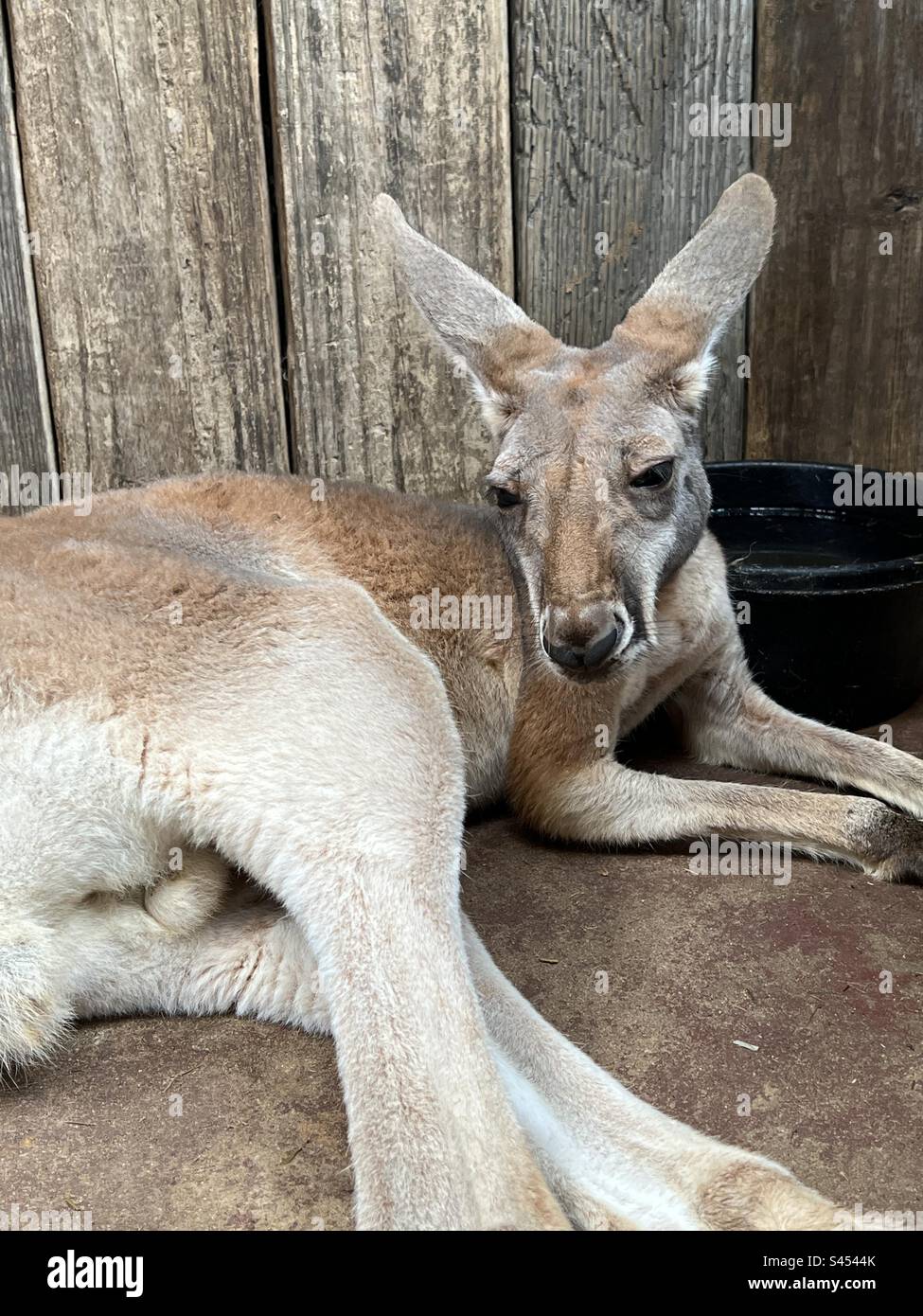 Baby-Känguru ruht sich aus Stockfoto