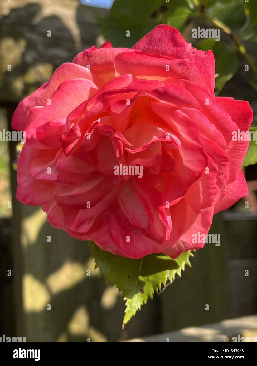 Rosenblüten im Garten - Smartphone-aufgenommenes Stockfoto