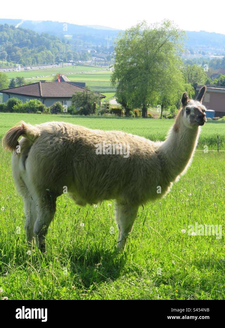 Alpaka - Smartphone-aufgenommenes Stockfoto