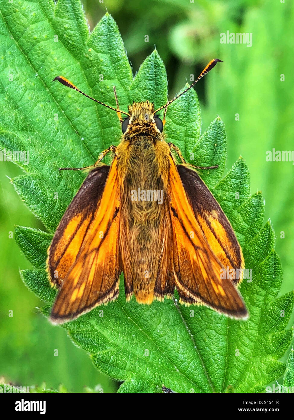 Großen Skipper Butterfly - Smartphone-aufgenommenes Stockfoto