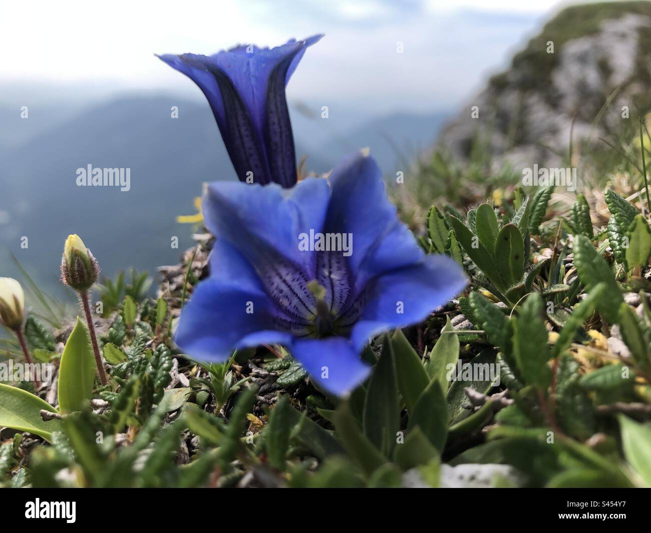 Gentiana clusii bläst in alpiner Landschaft Hochschwab Steiermark Osterreich - Smartphone-aufgenommenes Stockfoto