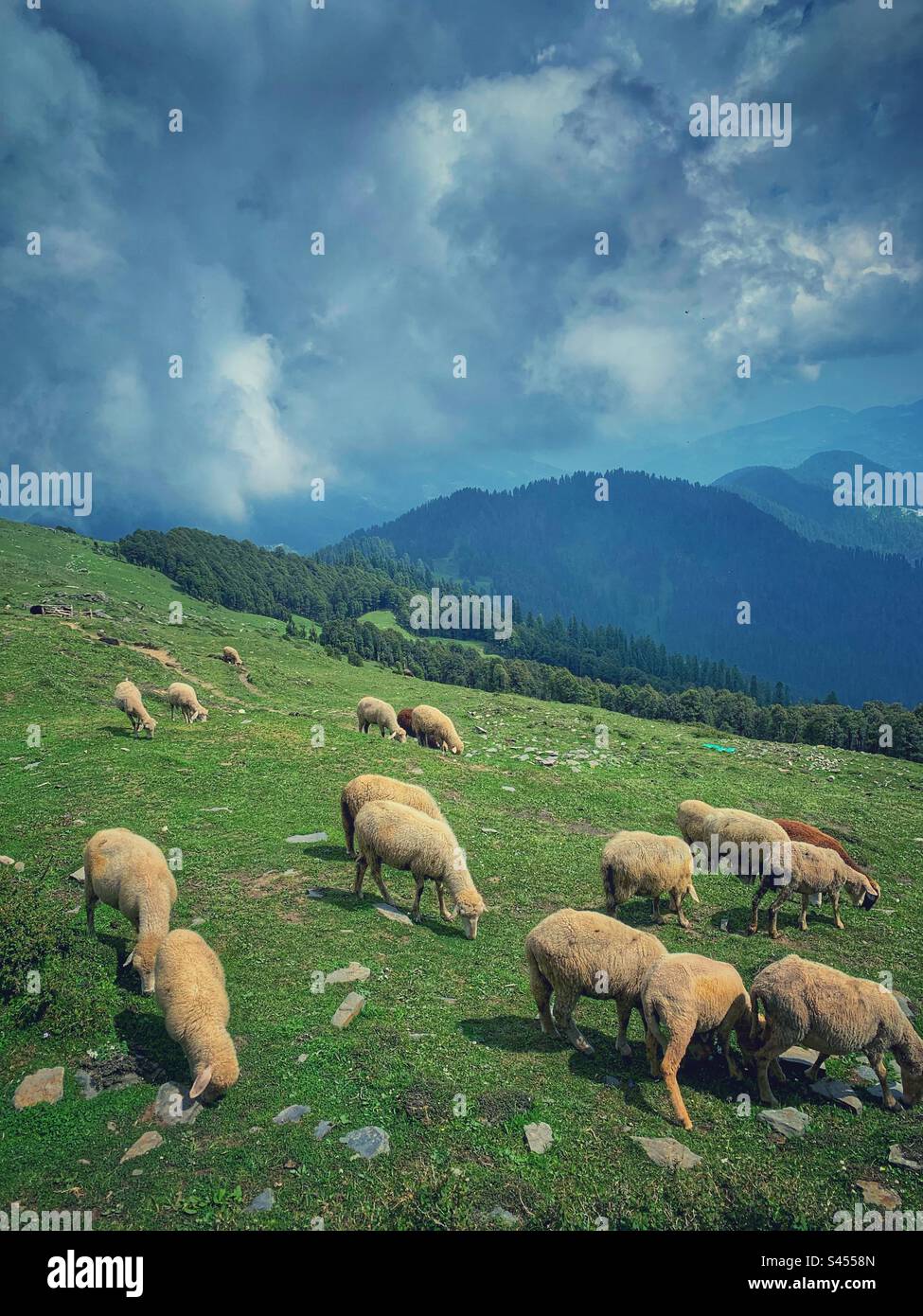 Schafe auf einem Berg Stockfoto
