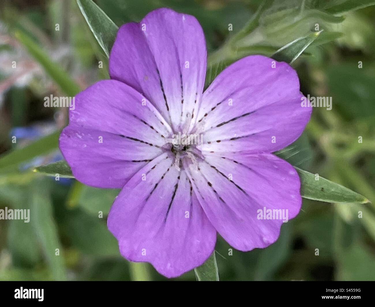 Die rosa Blume im Nahbereich zeigt symmetrische Muster auf einer wilden Wiese Stockfoto