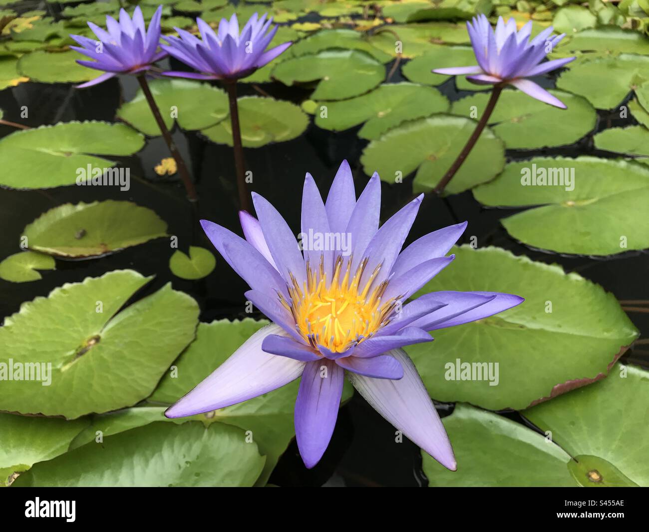 Hübsche kleine Wasserlilien Stockfoto