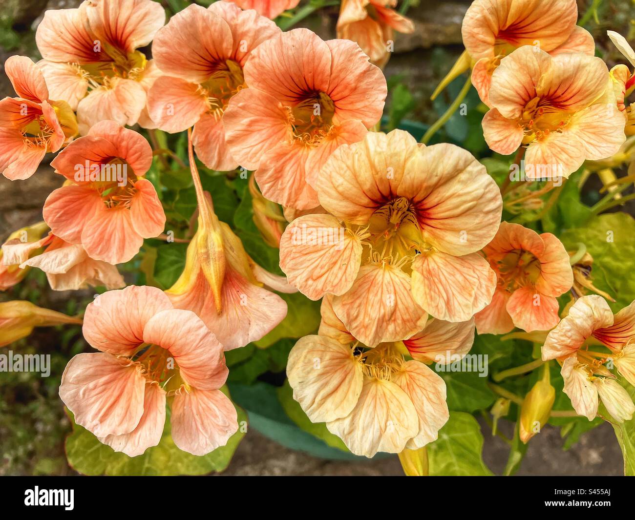 Im Sommergarten blühende Nasturtien, aus der Nähe - Smartphone-aufgenommenes Stockfoto