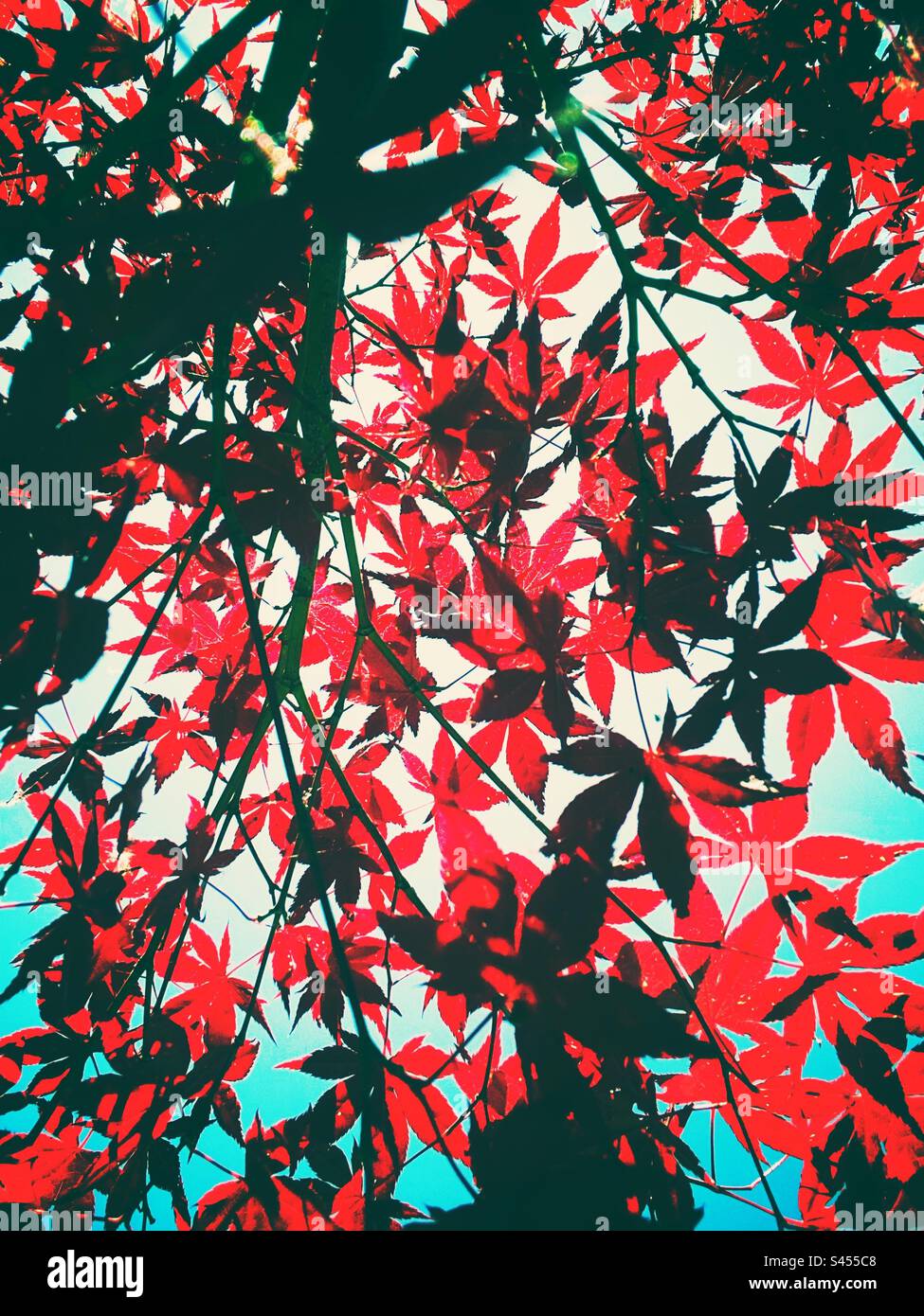 Ein Foto der Blätter eines acer-Baumes von unten. Leuchtend rote Blätter und blauer Himmel. Gartenarbeit im Freien. - Smartphone-aufgenommenes Stockfoto