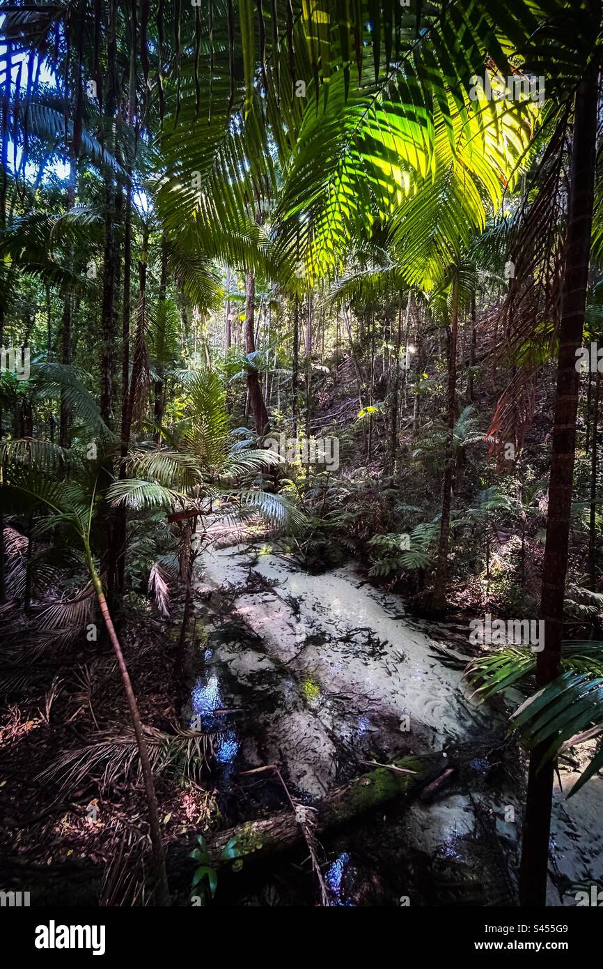 Creek, K’Gari Stockfoto