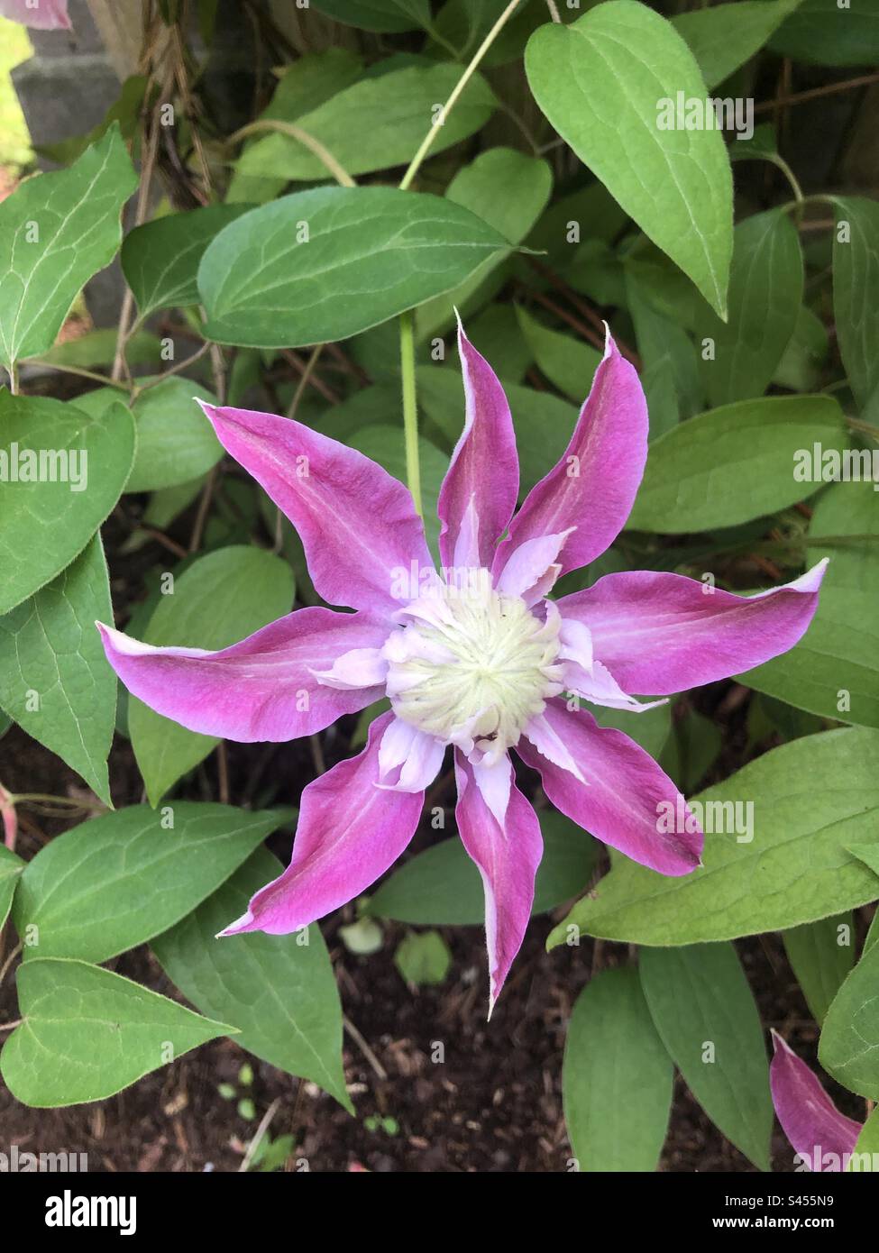 Eine magentafarbene Blüte. - Smartphone-aufgenommenes Stockfoto