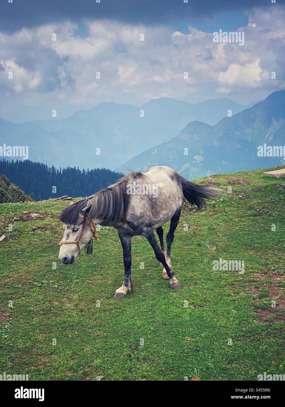 Wildes Pferd auf einem Berg Stockfoto