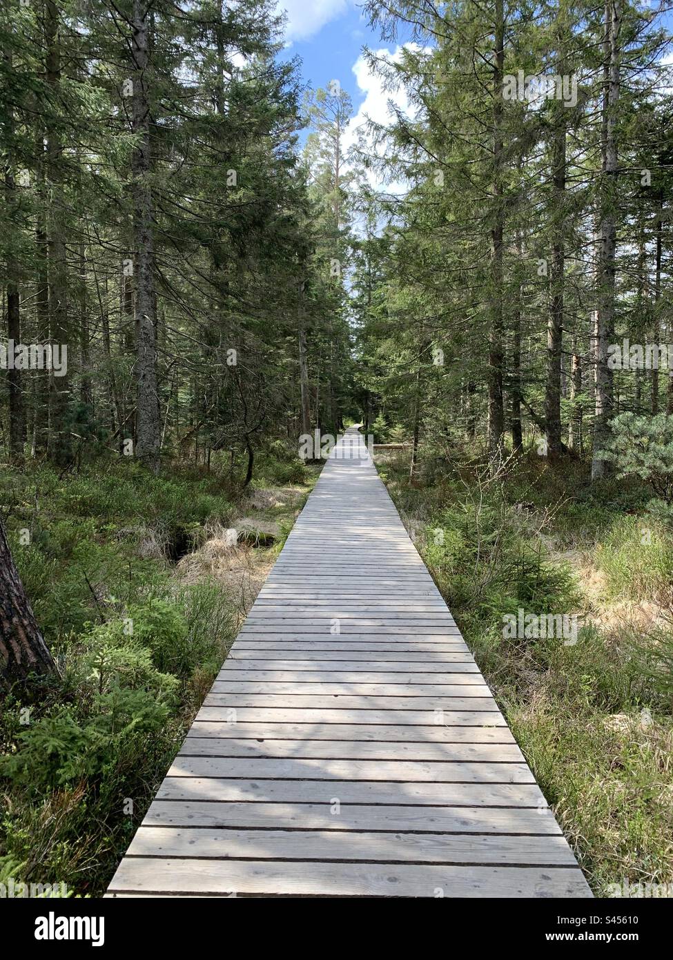 Holzweg im Schwarzwald Stockfoto