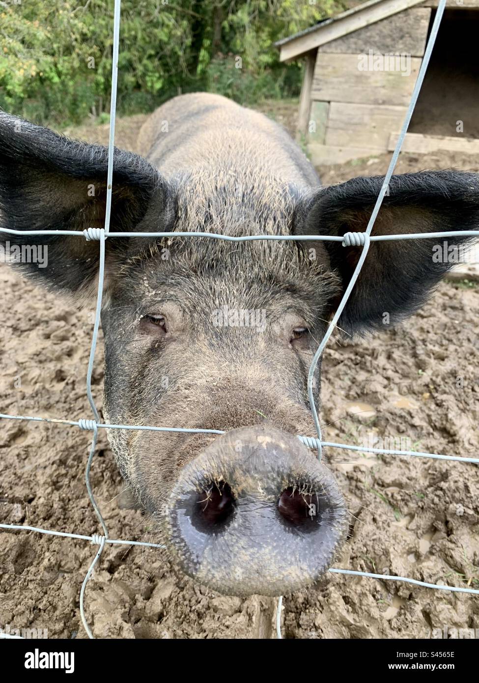 Schweine schnuppern durch den Zaun - Smartphone-aufgenommenes Stockfoto