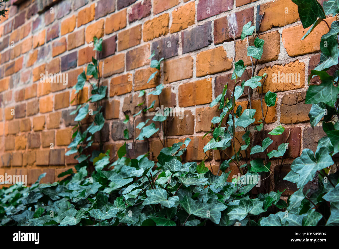 Die Common Ivy krabbelt die Mauer hoch. Stockfoto