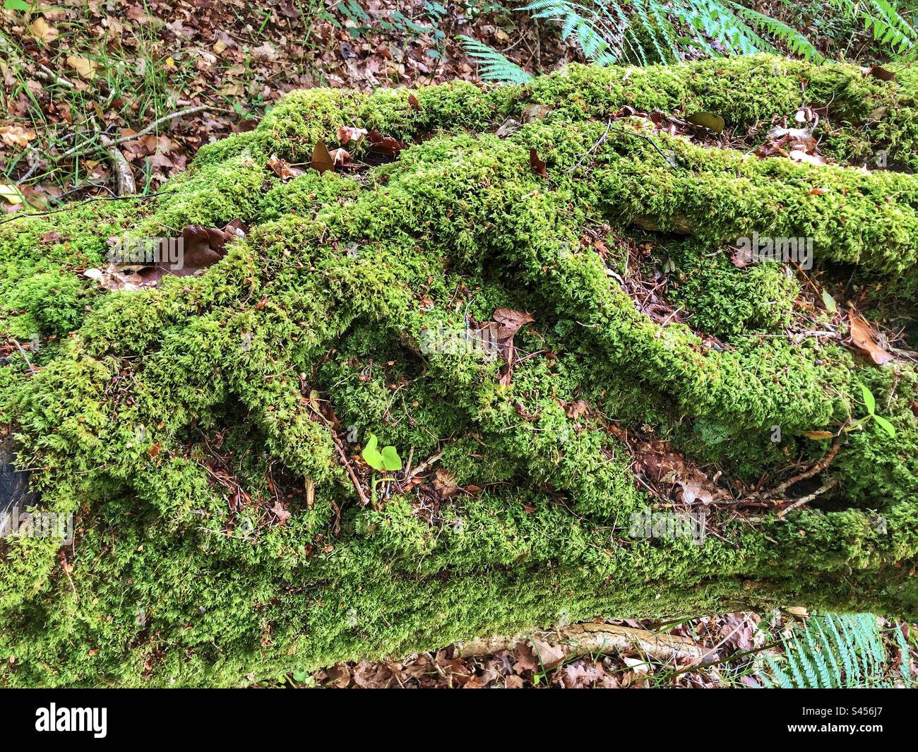 Im New Forest National Park, Brockenhurst, Hampshire, Vereinigtes Königreich, sind Reben um einen faulen, umgestürzten Baum gewickelt, der mit Moos bedeckt ist - Smartphone-aufgenommenes Stockfoto
