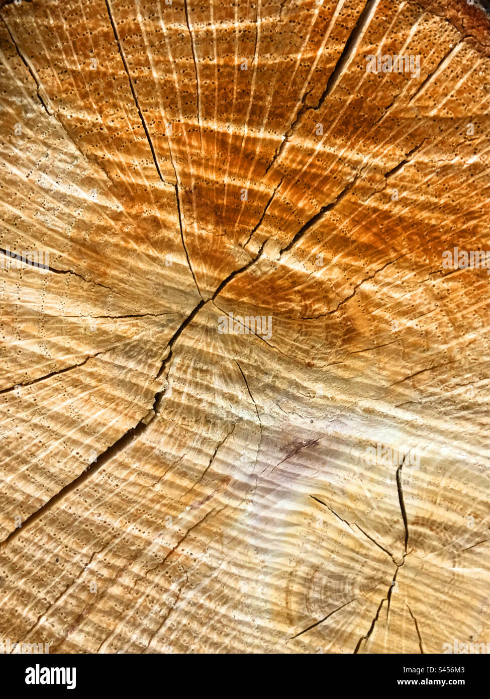 Baum-Stamm-Textur - Smartphone-aufgenommenes Stockfoto