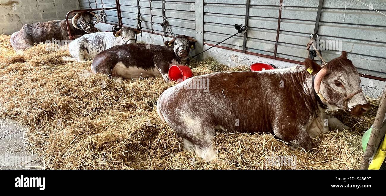 Longhorn Vieh in Three Counties Show 2023 Stockfoto