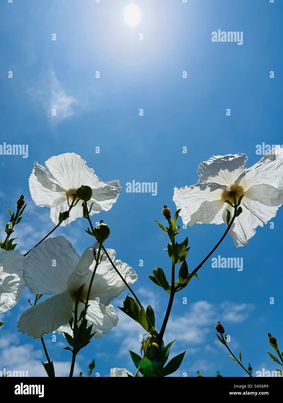 Niedriger Kamerawinkel von weißen Blumen, blauem Himmel und Sonne, mit leerem Kopierbereich zum Hinzufügen von Text. - Smartphone-aufgenommenes Stockfoto