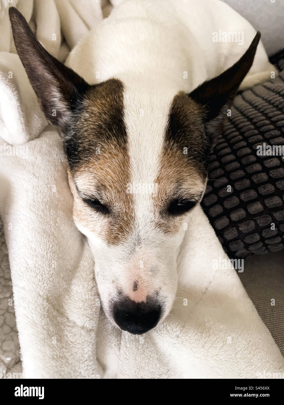 Nahaufnahme des geschwollenen Gesichts eines Jack Russell Terrier Hundes mit Zahnabszess. - Smartphone-aufgenommenes Stockfoto