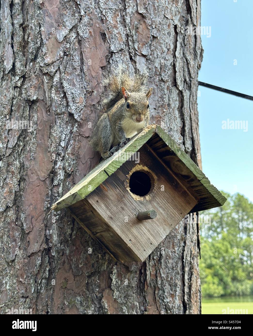 Braunes Eichhörnchen, das auf einem Vogelhaus ruht Stockfoto