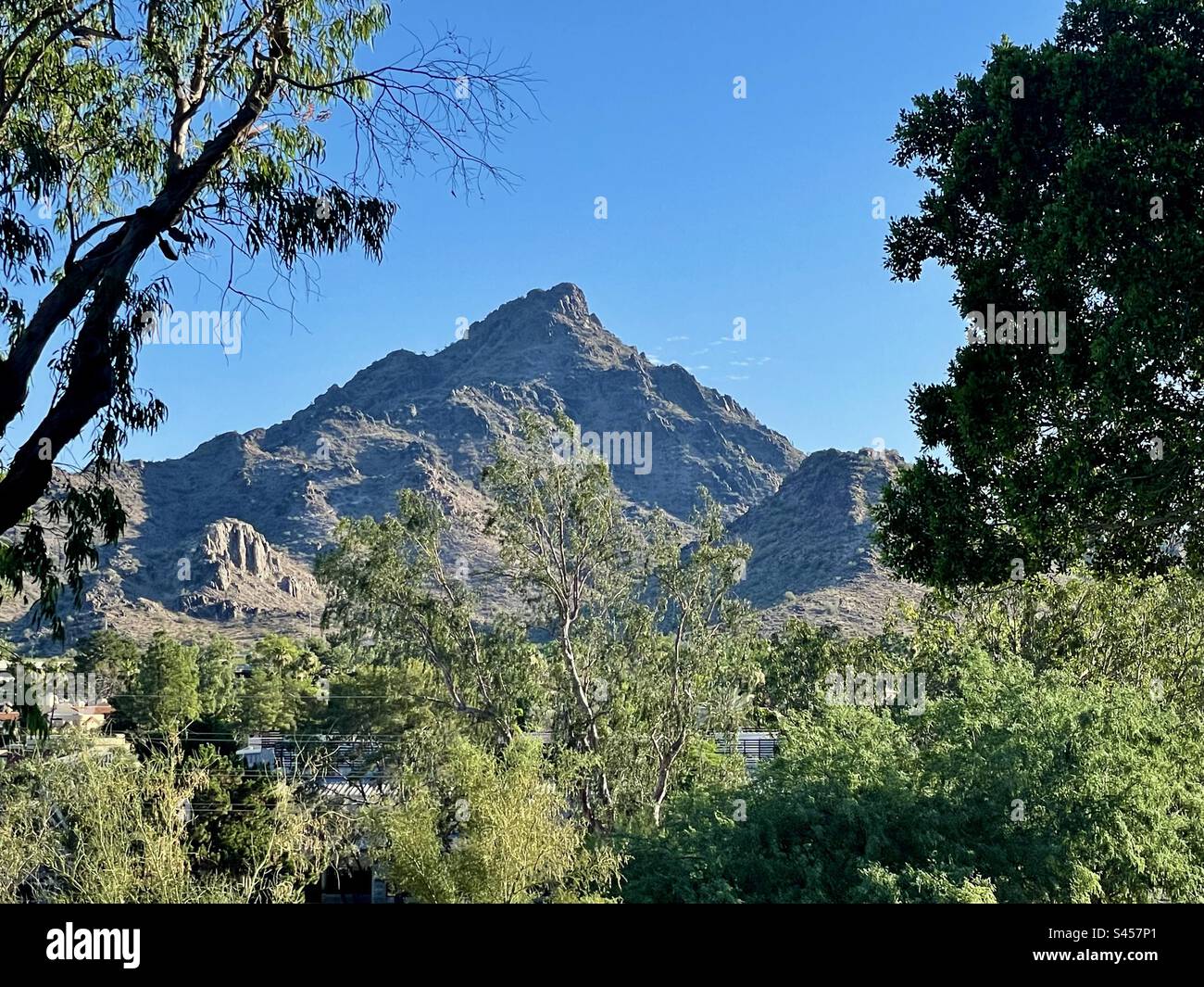 Piestewa Peak, Phoenix Mountains Preserve, strahlend blauer Himmel, frühes Morgenlicht, eingerahmt von grünen Bäumen, Arizona, USA Stockfoto