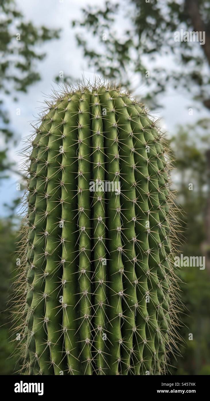 Nahaufnahme von Naturschönheitsstruktur und Muster der Kaktuspflanze. Stockfoto