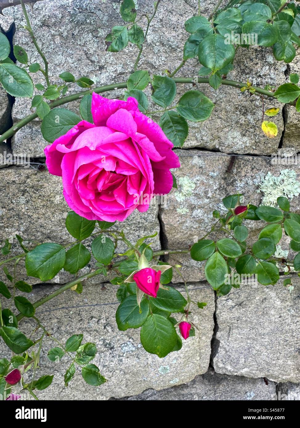 Rosafarbene Rosen klettern im New England Garten an die Steinmauer. Stockfoto