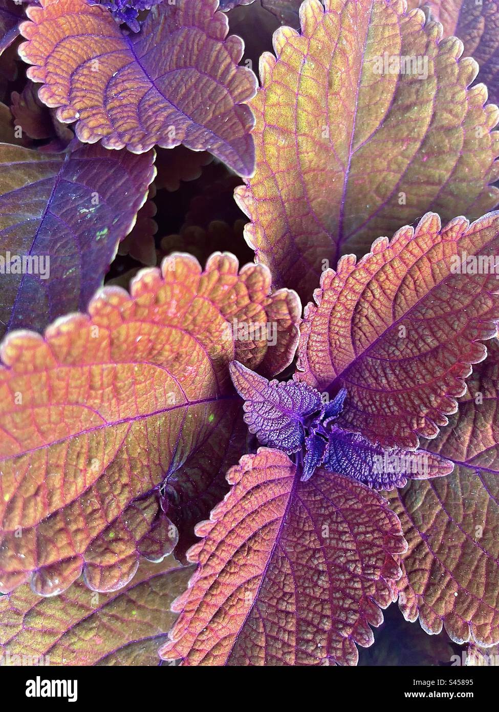 Lila Blätter Stockfoto